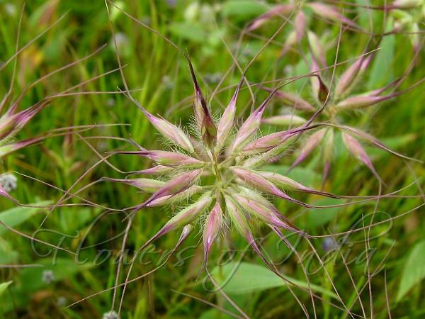 Jansen Grass